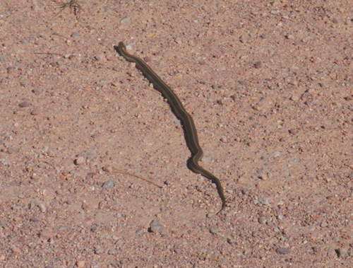 Garter Snake, Black Forest, Colorado.